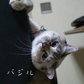 愛猫バジルの写真